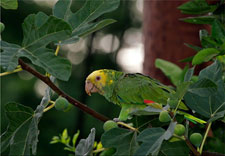 Ecuador-Amazon-Canoeing Adventure in the Cuyabeno Wildlife Reserve